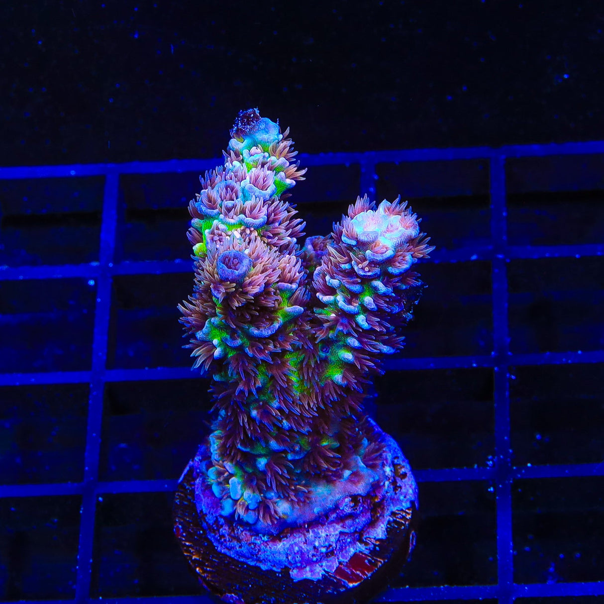 TSA Nebula Acropora Colony Coral