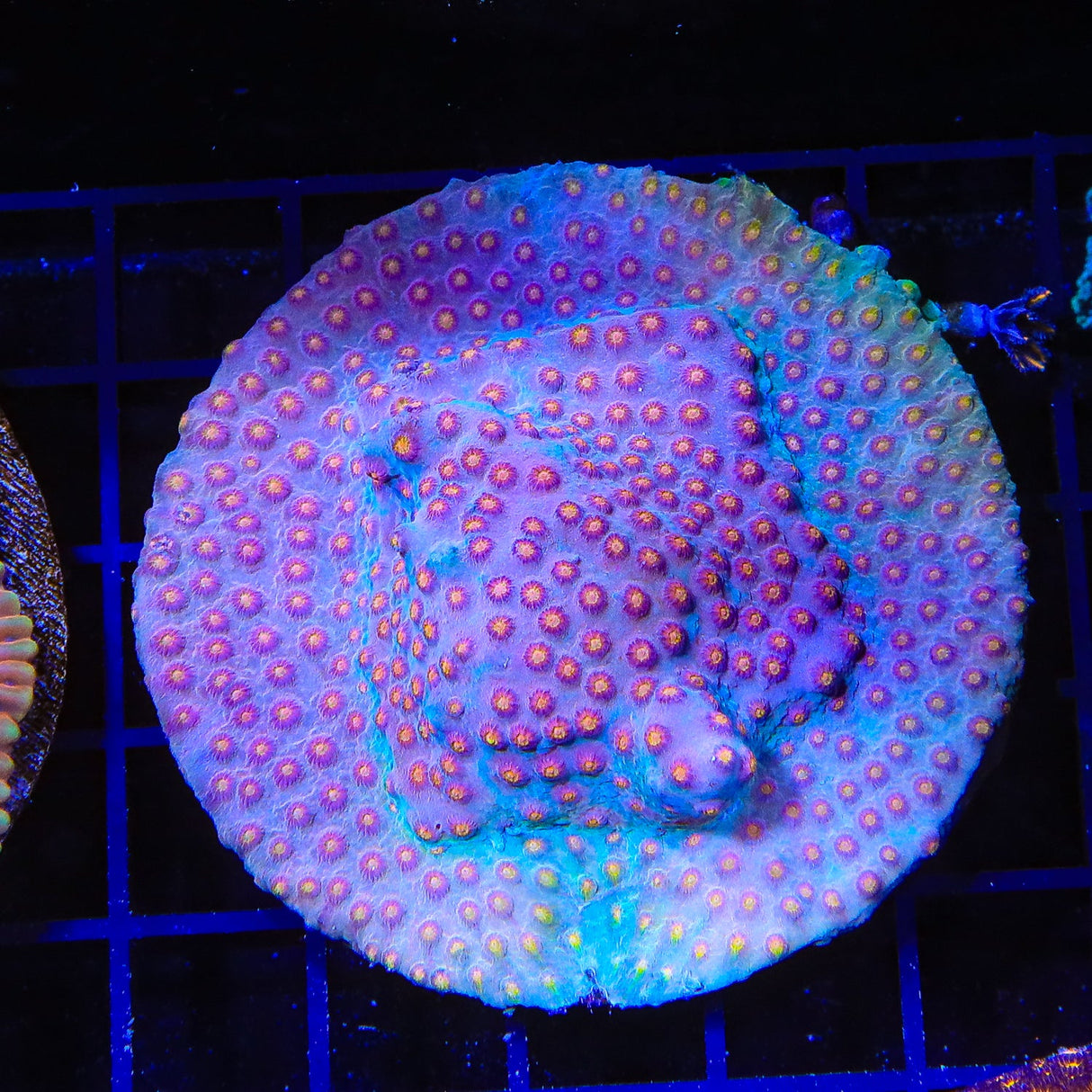 ACI Sunrise Cyphastrea Coral