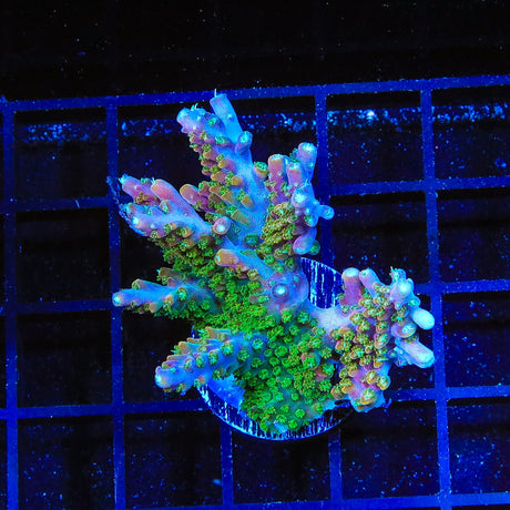 BC Bubblebath Unicorn Acropora Coral