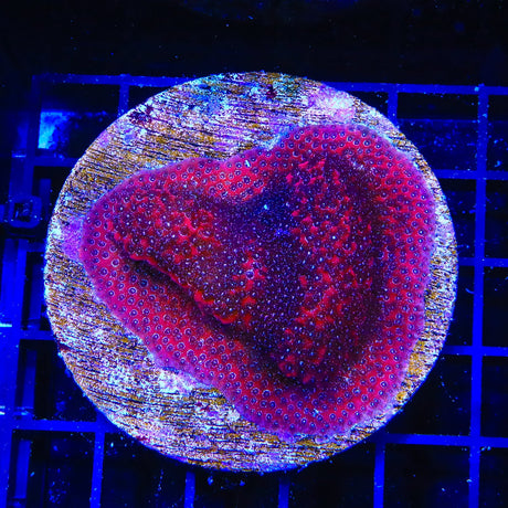 Darth Maul Porites Coral