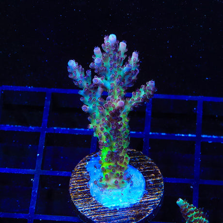 TSA Crimson Acropora Colony Coral