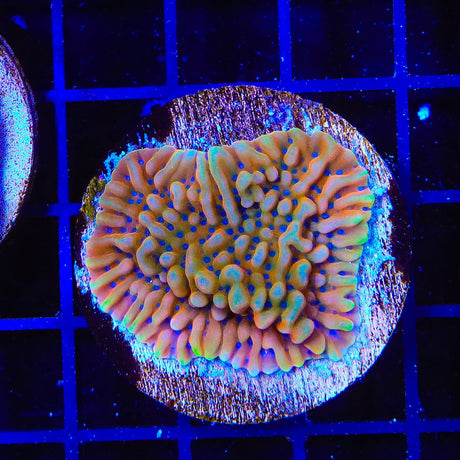 TSA Mango Tango Montipora Coral