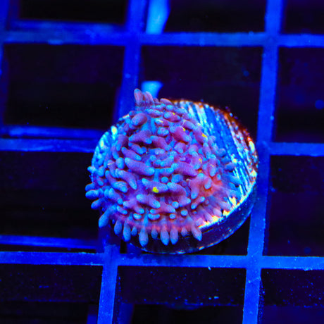 TSA Deep Sea Mushroom Coral