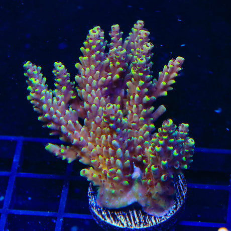 TGC Red Cadillac Acropora Colony Coral