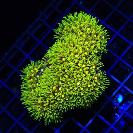 Metallic Green Center Star Polyps Colony Coral