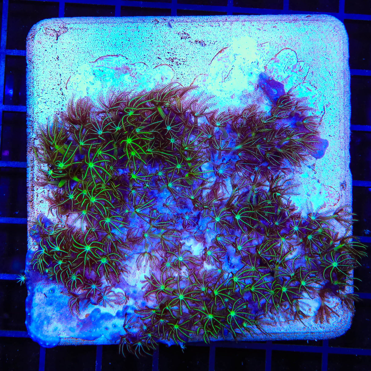 Mint Star Polyps Colony Coral