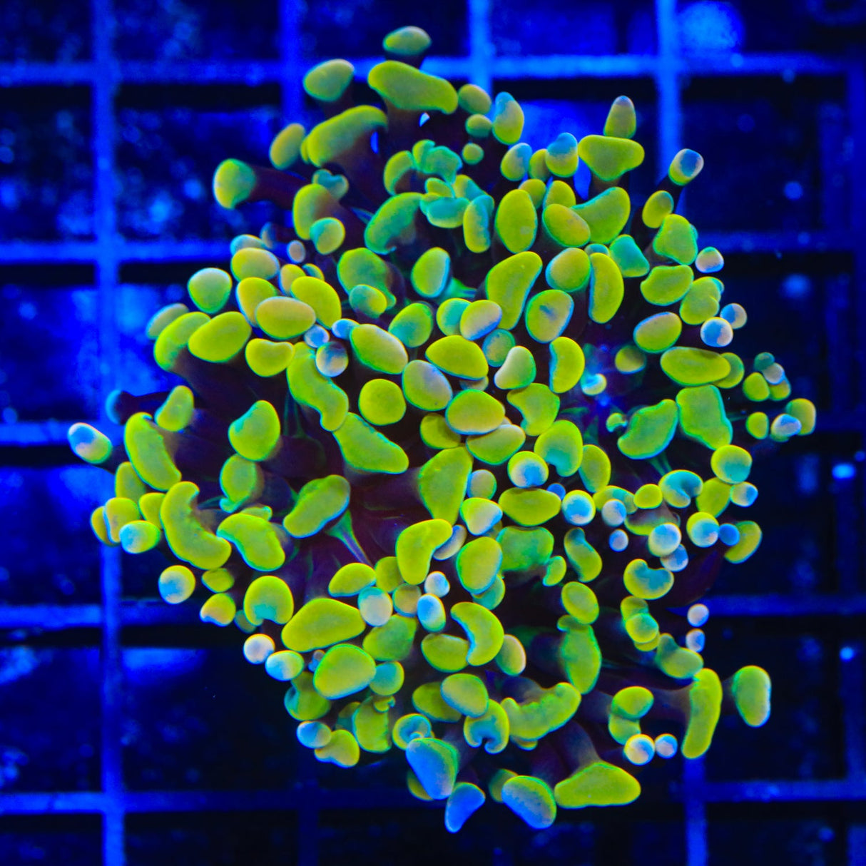 Rainbow Hammer Coral