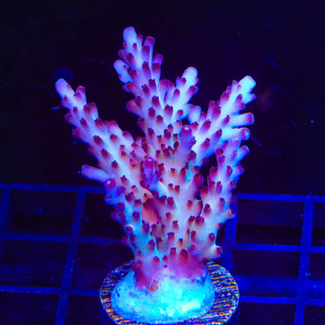 RR Robinhood Acropora Colony Coral