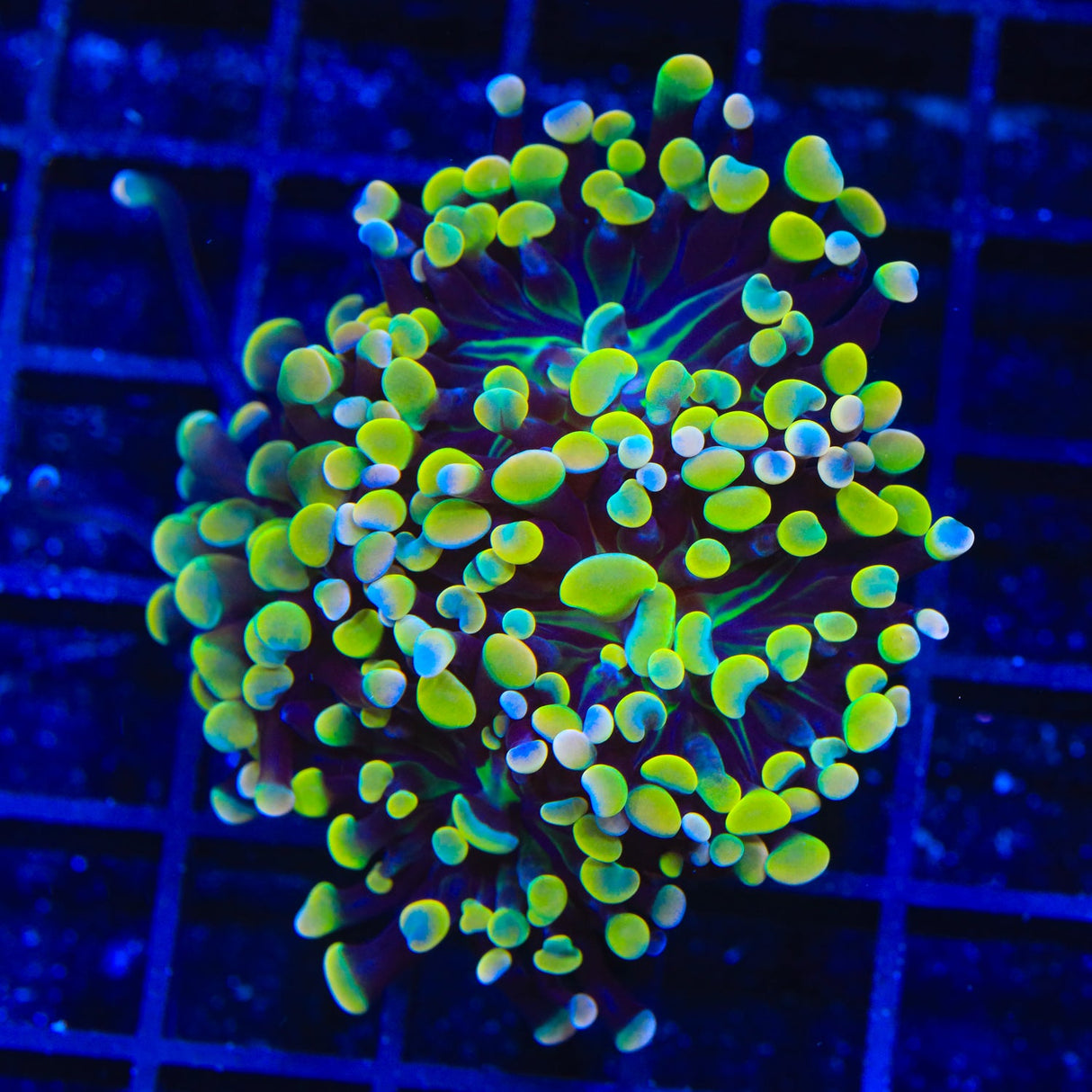 Rainbow Hammer Coral