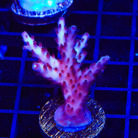 RR Robinhood Acropora Colony XL Frag Coral