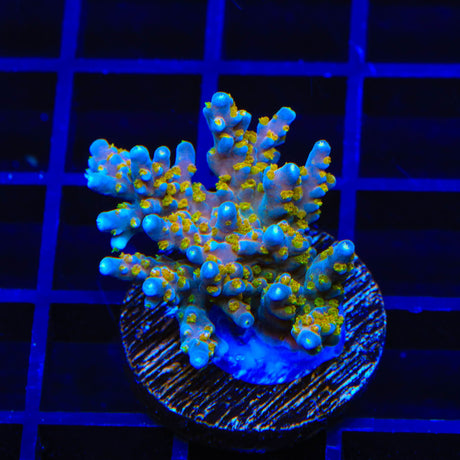 TSA Goliath Acropora XL Frag Coral