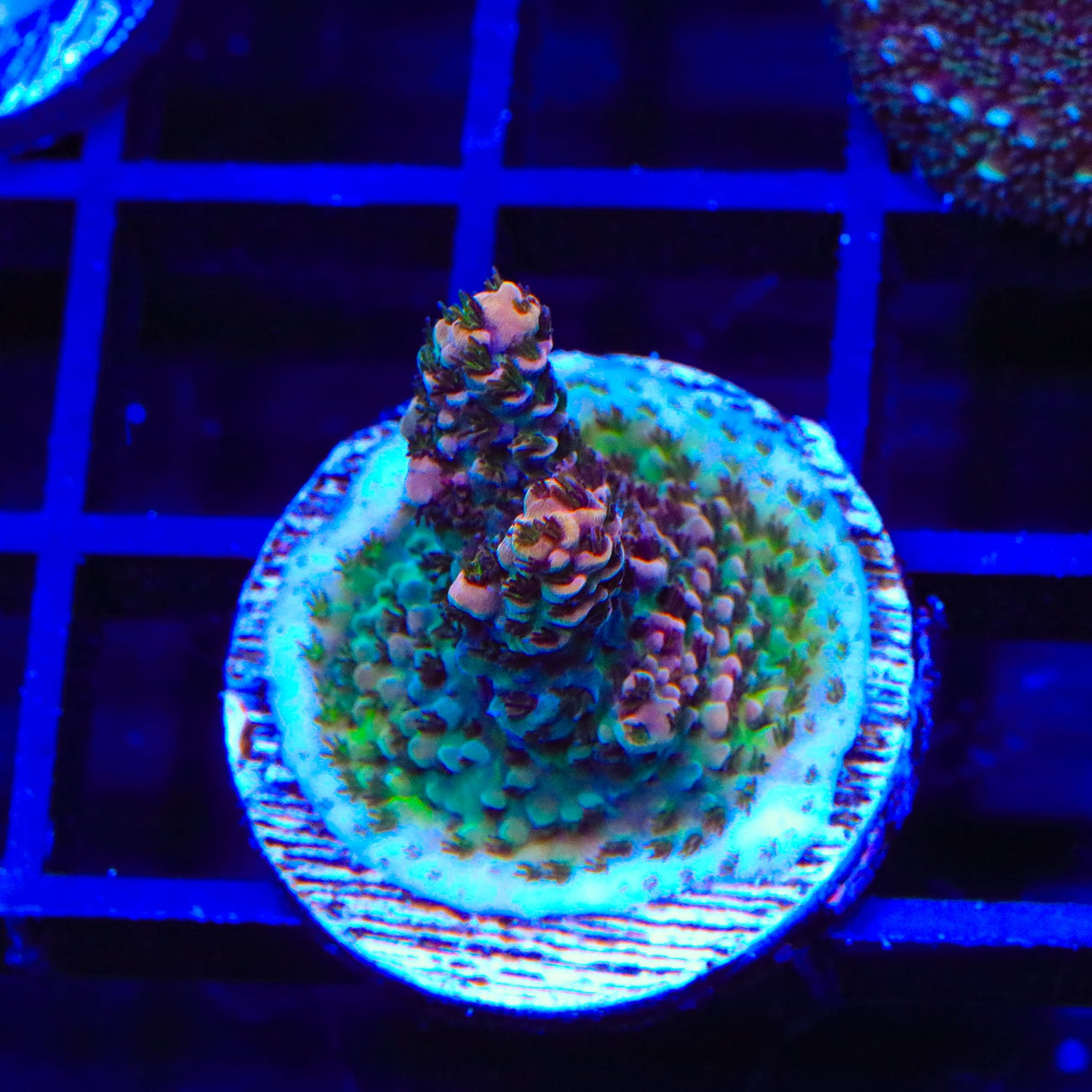 TSA Heatwave Acropora Coral