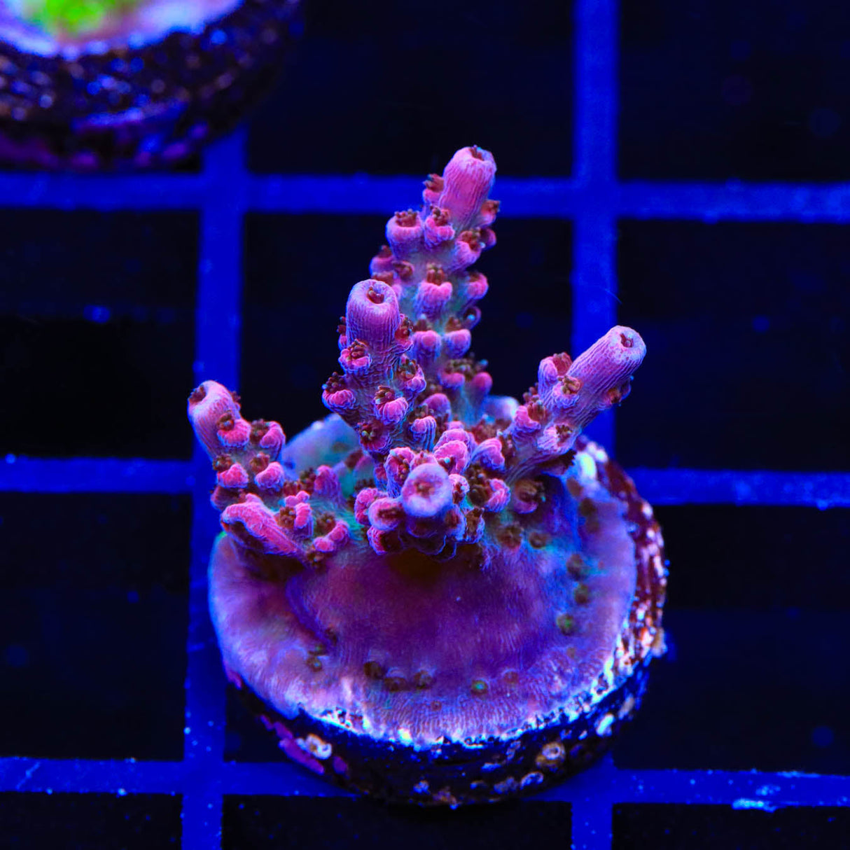 TSA Victoria Secret Acropora Coral - Top Shelf Aquatics