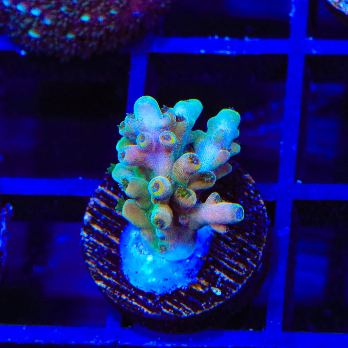 TSA Rainbow Fever Acropora Coral