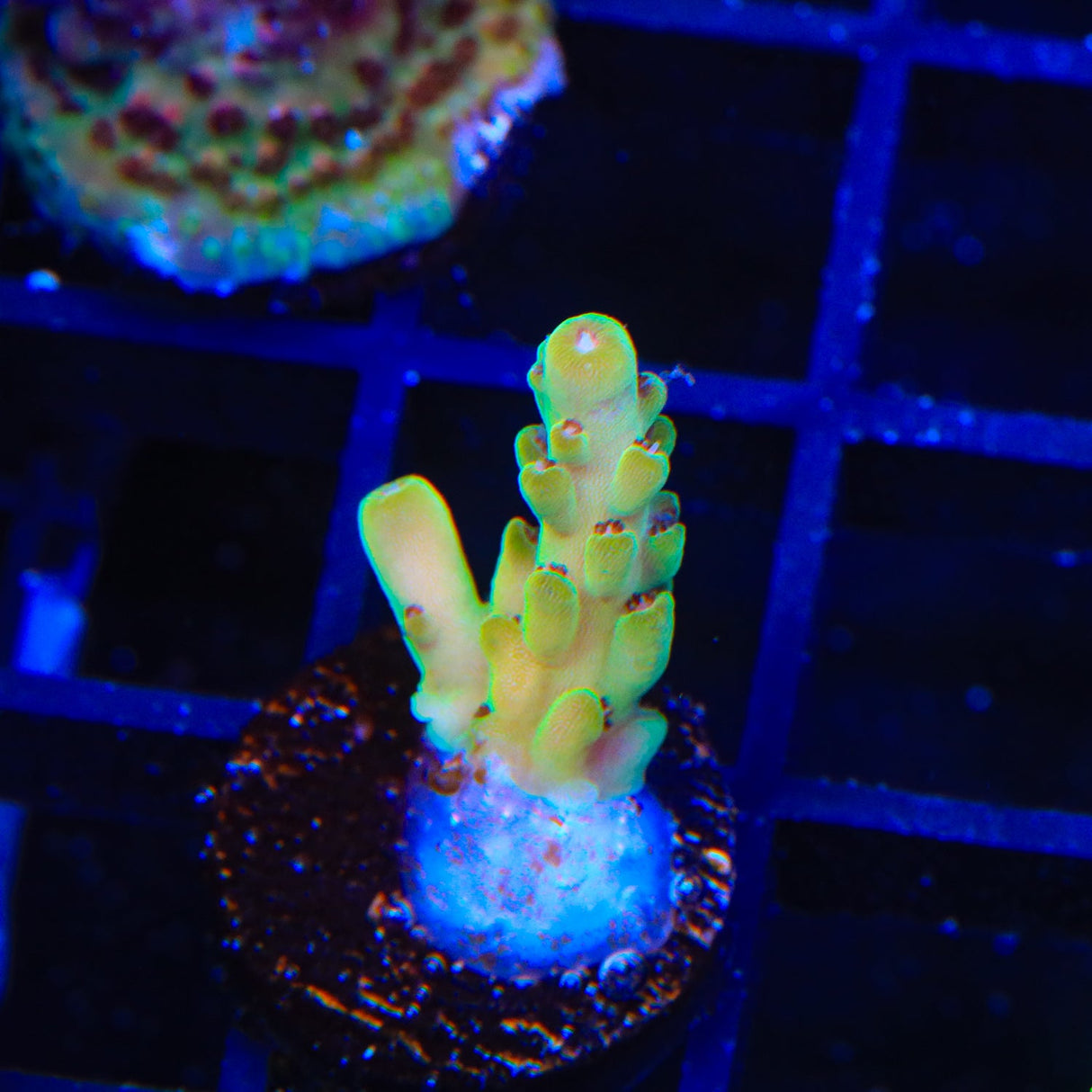 TSA Sunshine Acropora Coral