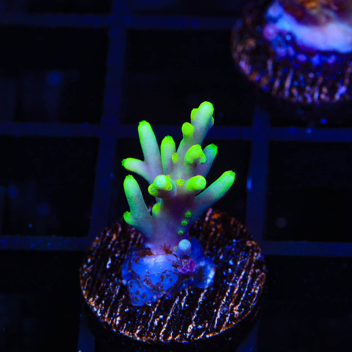 TSA Green Dragon Acropora Coral