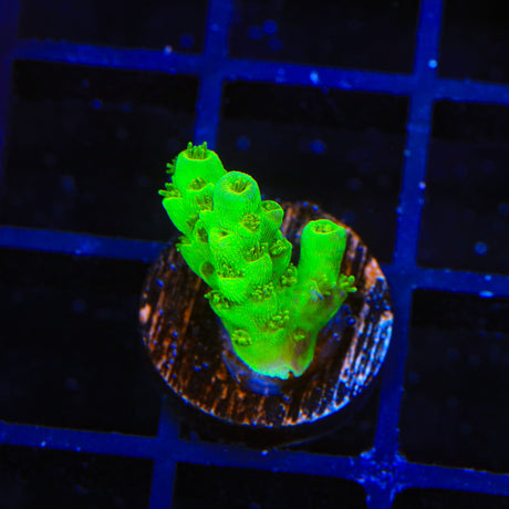 TSA Kryptonite Sarmentosa Acropora Coral