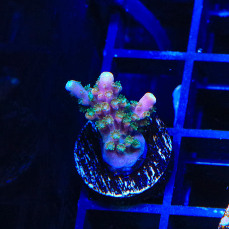 BC Bubblebath Unicorn Acropora Coral