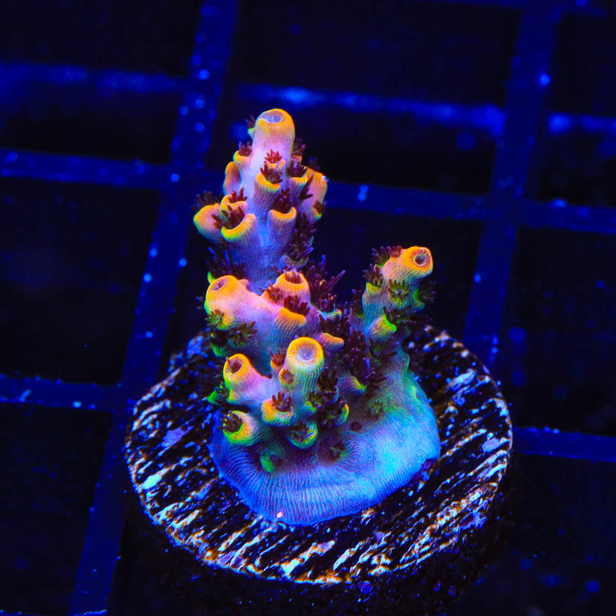 TSA Fruity Pebbles Acropora Coral - Top Shelf Aquatics