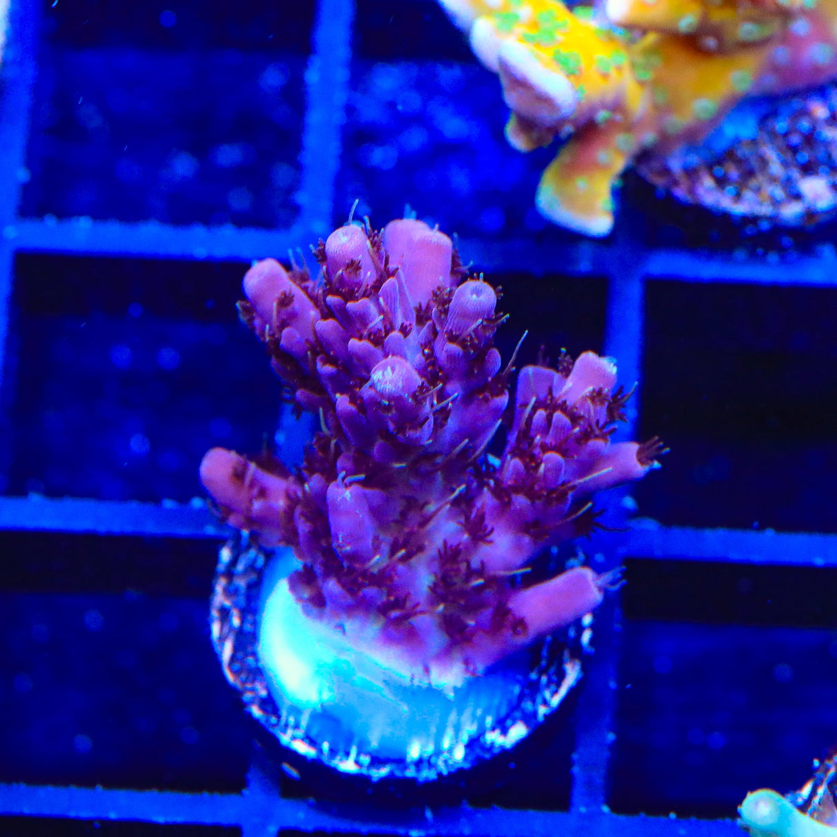 TSA Purple Passion Acropora Coral