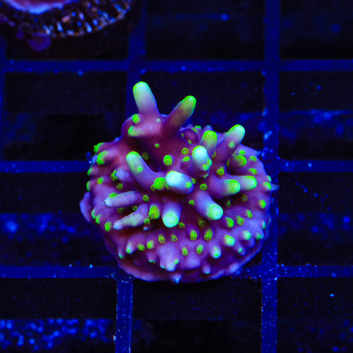 TSA The Riddler Acropora Coral - Top Shelf Aquatics