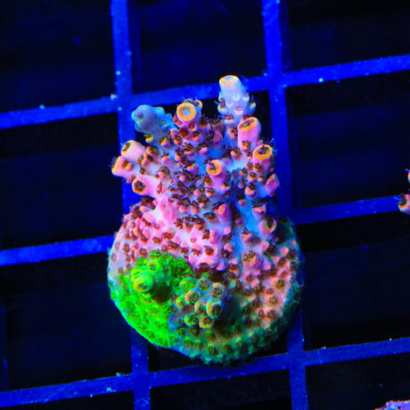 TSA Fruity Splice Acropora Coral