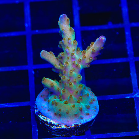 TSA Twisted Sister Acropora Coral