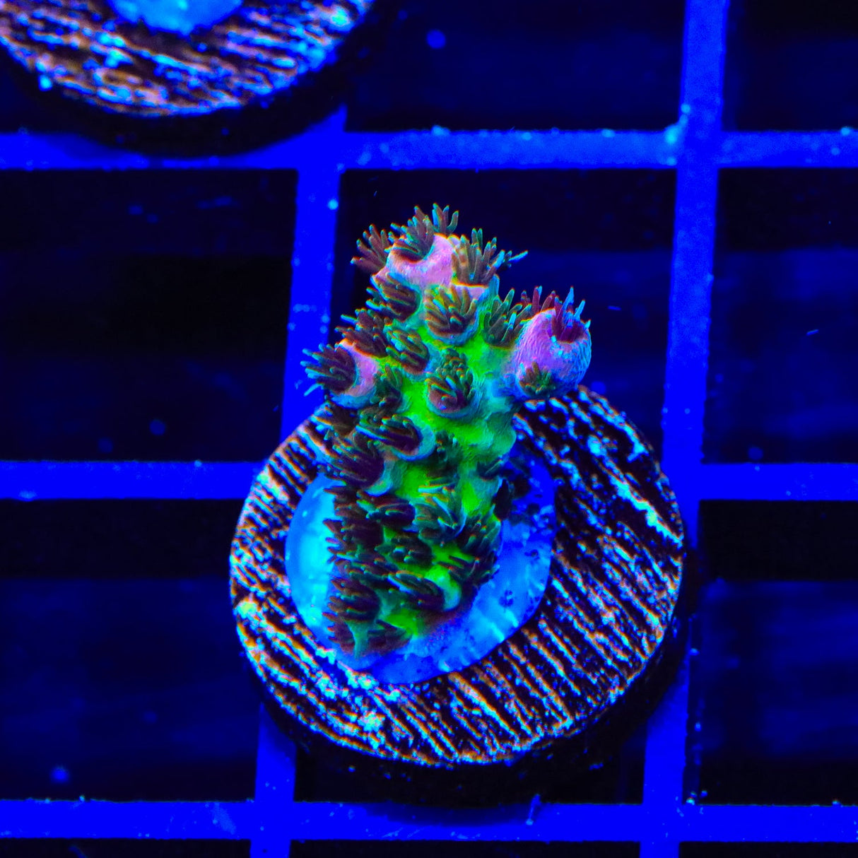 TSA Four Loko Acropora Coral