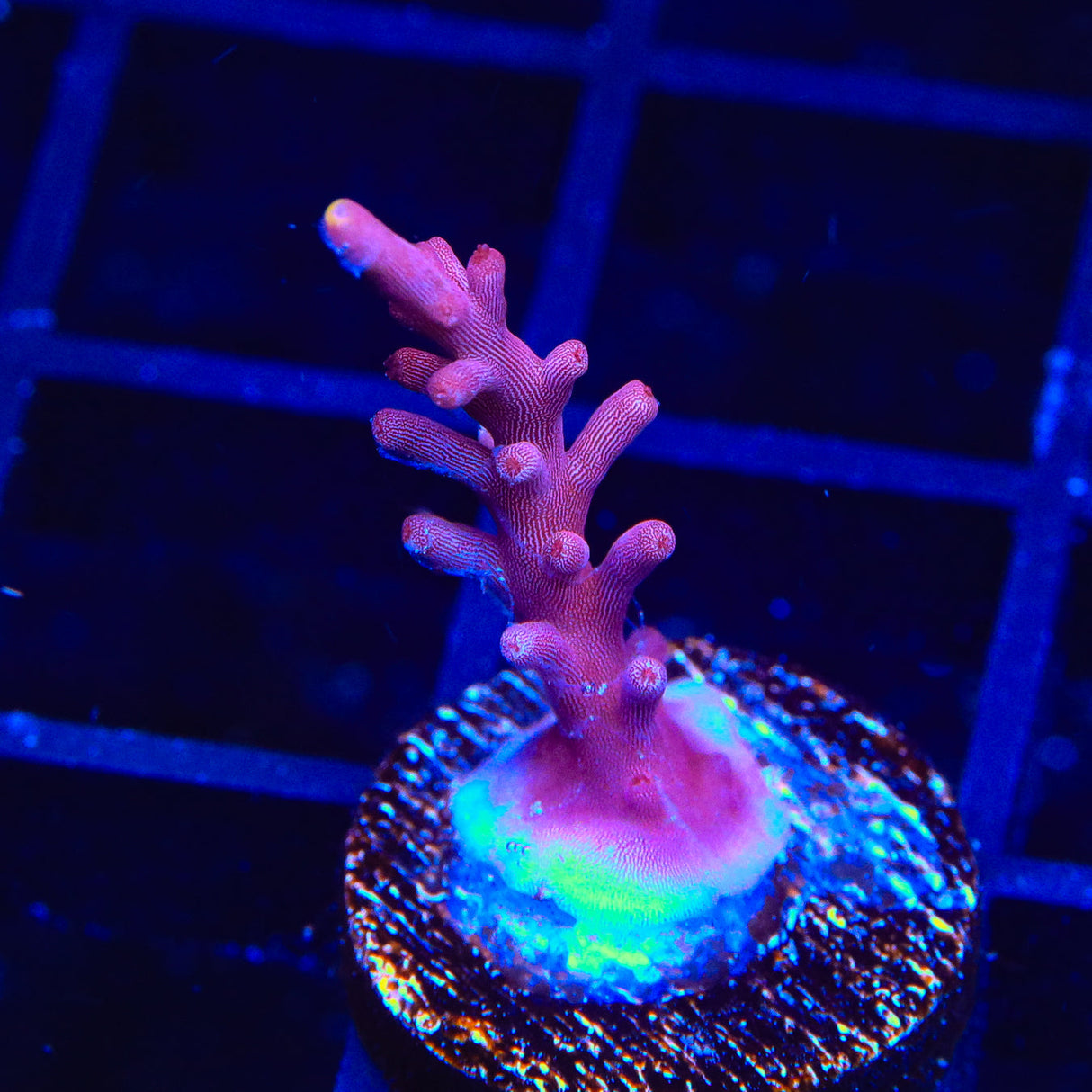 Banana Lokani Acropora Coral – Top Shelf Aquatics