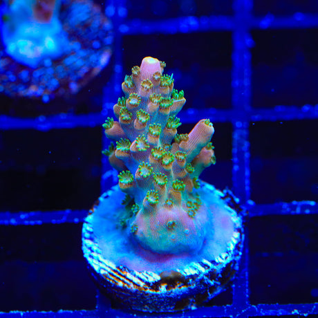 BC Bubblebath Unicorn Acropora Coral