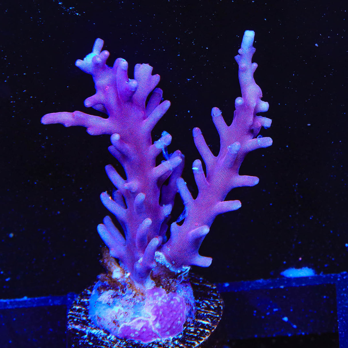 OG Red Dragon Acropora Coral - Top Shelf Aquatics