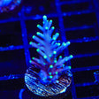 Pacman Acropora Coral