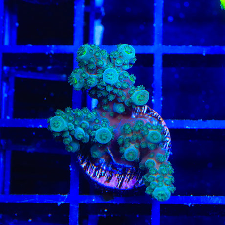 TSA Gremlin Acropora Coral