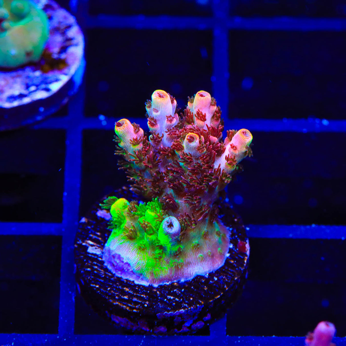 TSA Fruity Splice Acropora Coral - Top Shelf Aquatics