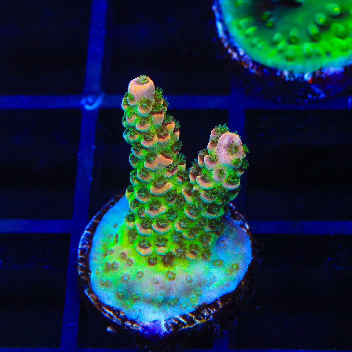 TSA Victoria Secret Acropora Coral