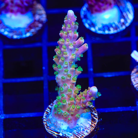 BC Bubblebath Unicorn Acropora Coral