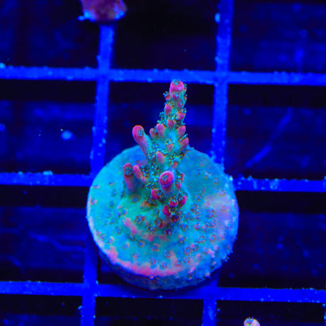 TSA Victoria Secret Acropora Coral