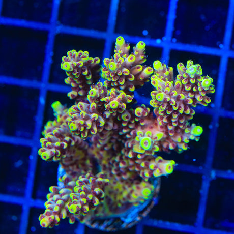 TGC Red Cadillac Acropora Coral Colony