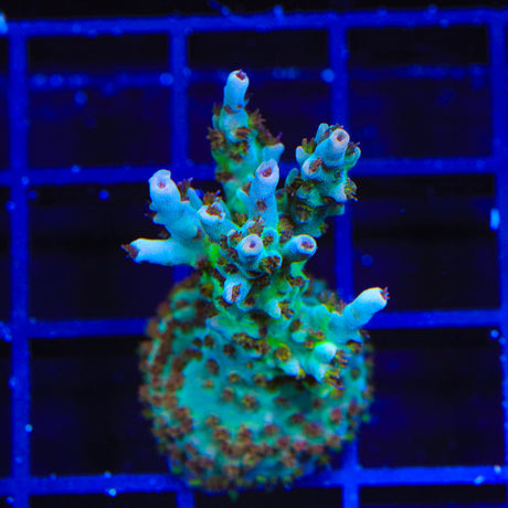 TSA Colt 45 Acropora Coral