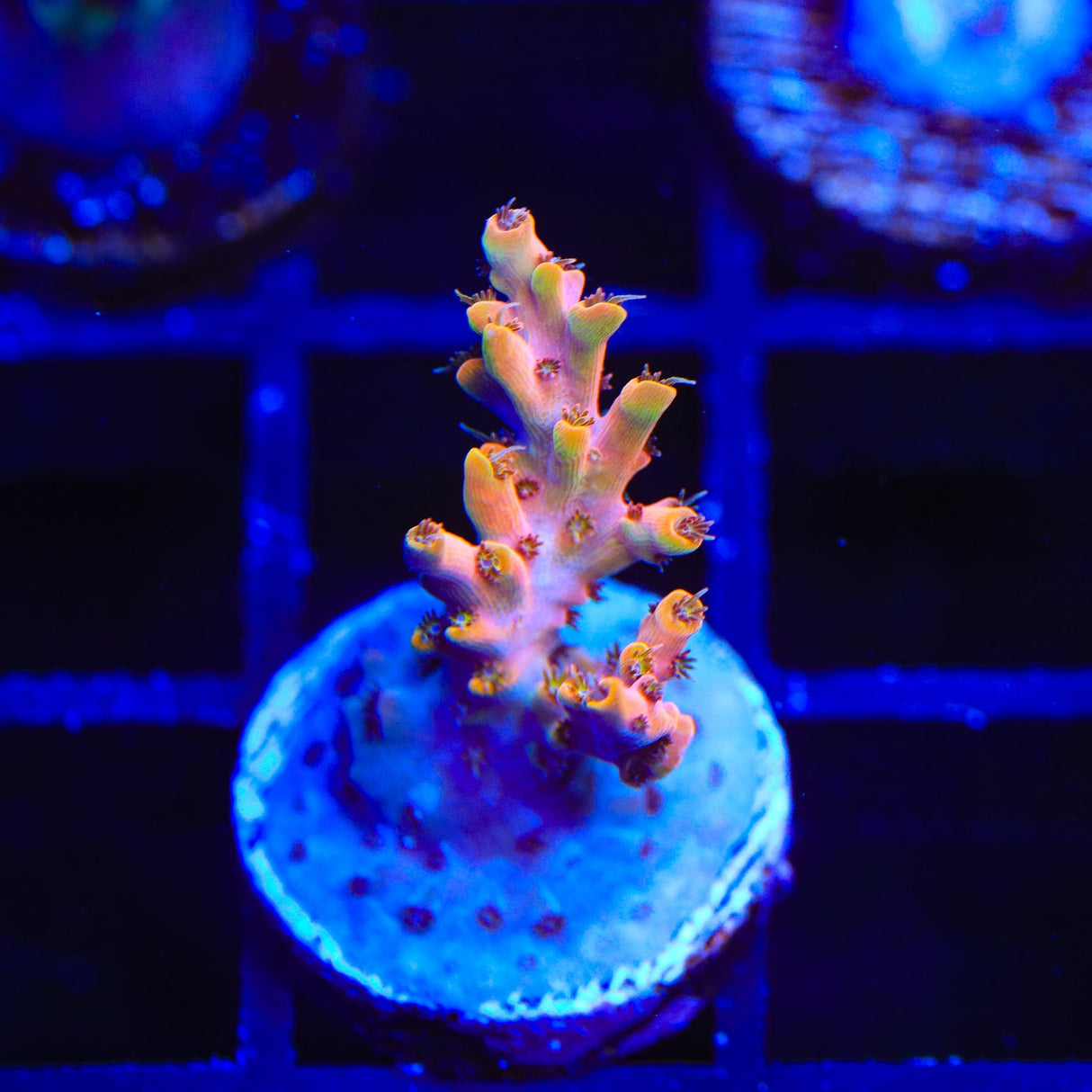 TSA Flower Bomb Acropora Coral