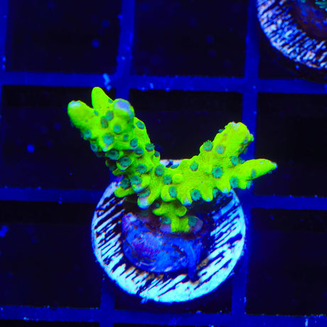 CB The Thing Anacropora Coral