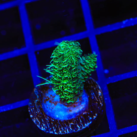 TSA Oscar the Grouch Millepora Acropora Coral