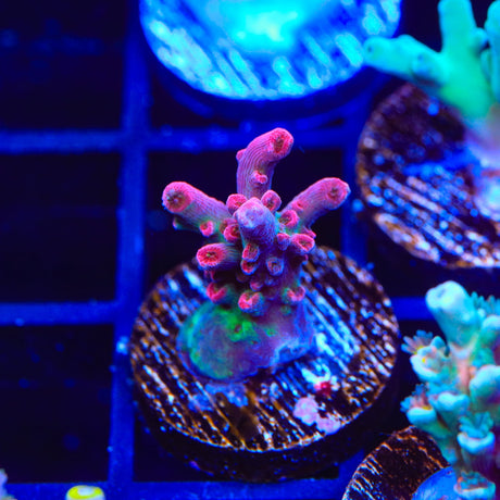 TSA Victoria Secret Acropora Coral