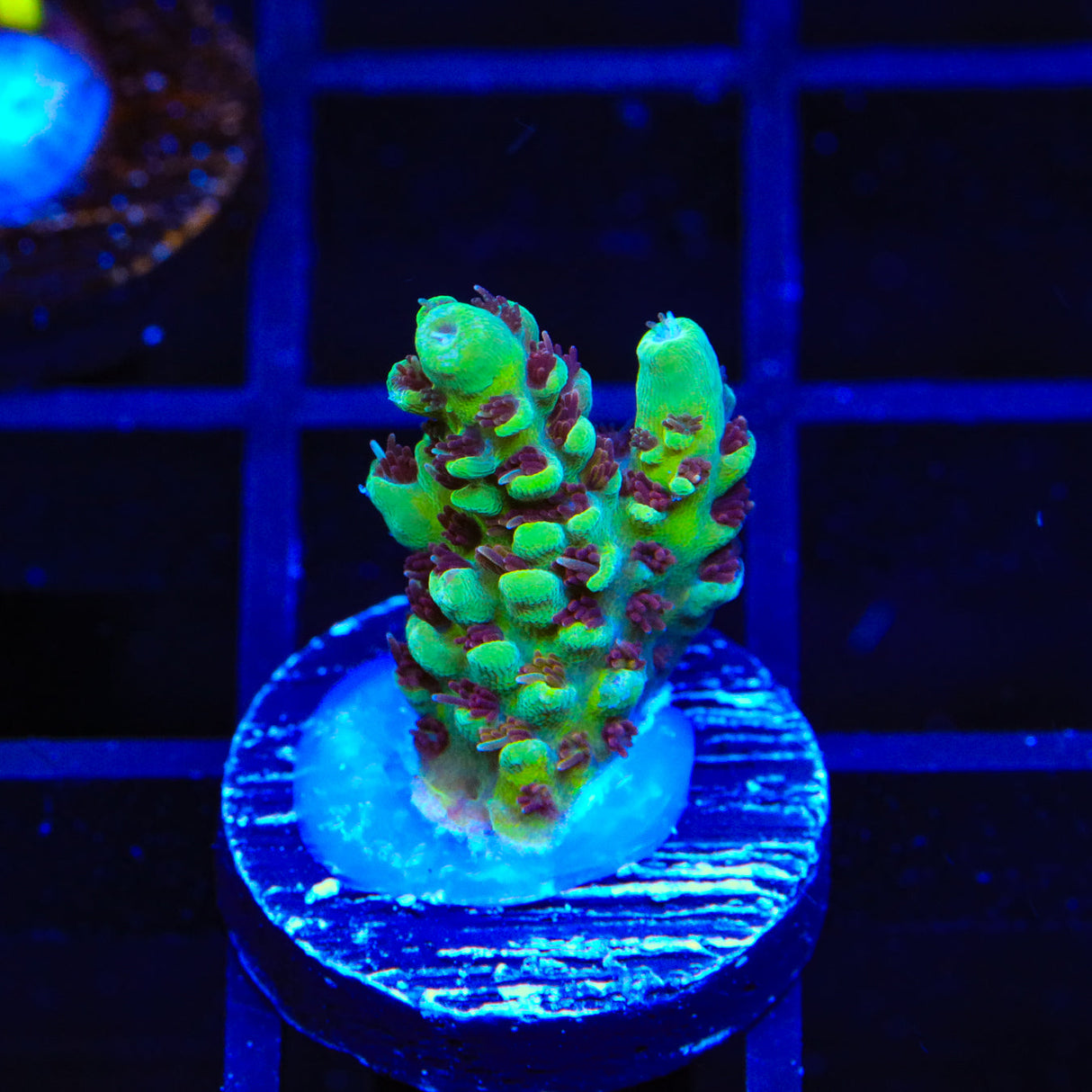 TSA Melonball Acropora Coral