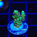 TSA Melonball Acropora Coral