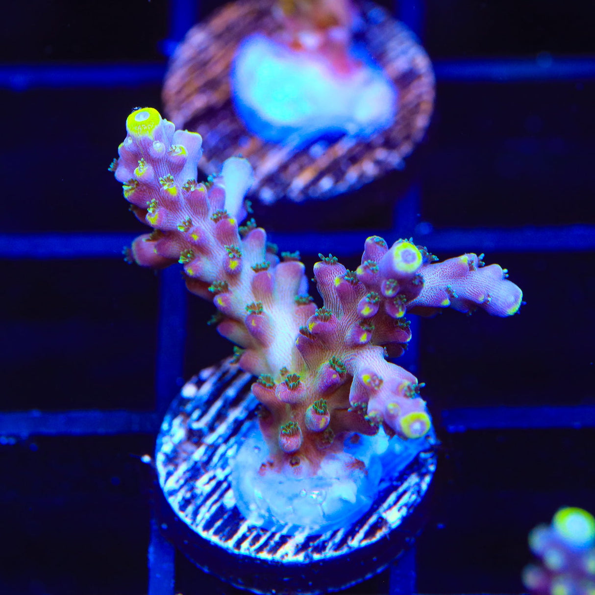 TSA Bollywood Acropora Coral