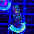 TSA Sour Diesel Acropora Coral