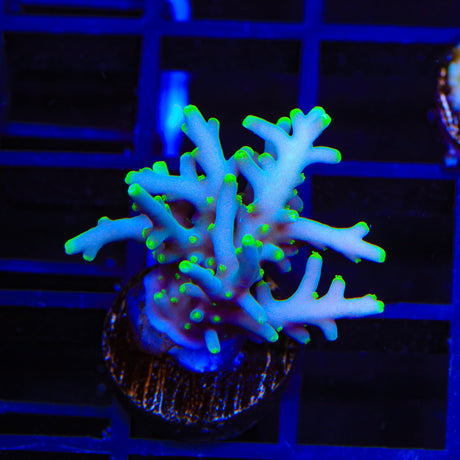 TSA Oscar the Grouch Millepora Acropora Coral