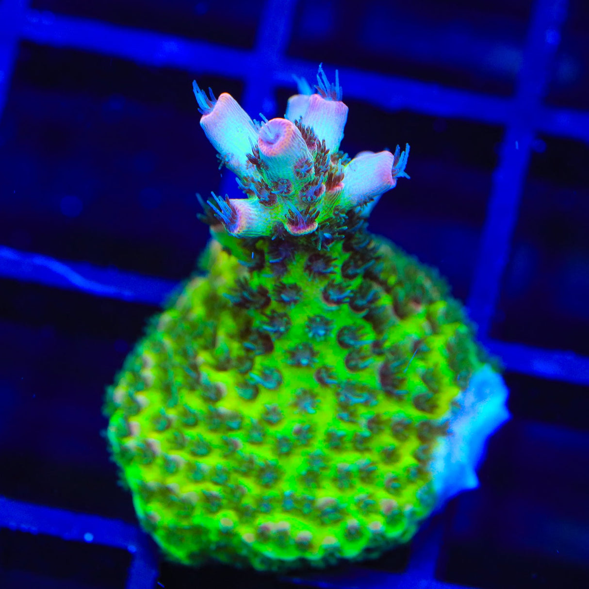 TSA Sour Tsunami Acropora Coral