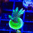 Laura's Purple Polyp Acropora Coral